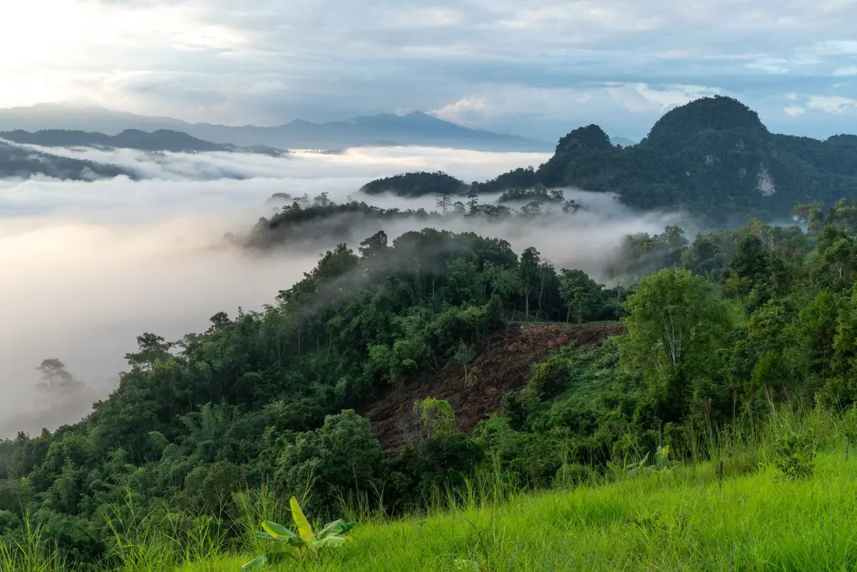 Morning mist near Cave Lodge